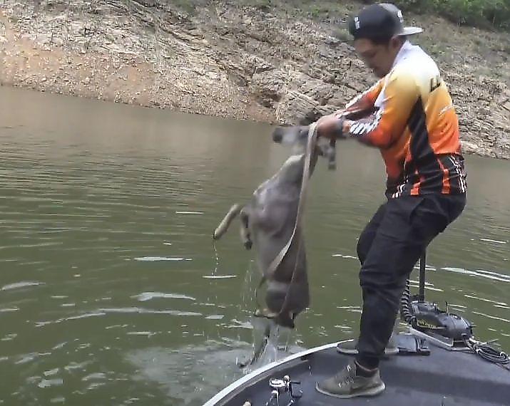 Тайский рыбак спас козла, скрывающегося от красных волков в бурной реке ▶
