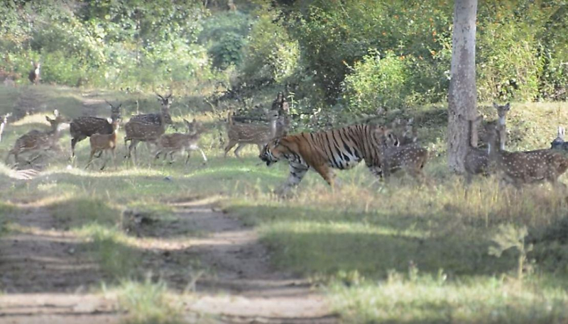 Тигр - «вегетарианец» был замечен гуляющим рядом со стадом оленей в Индии ▶