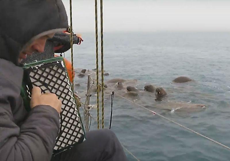 Аккордеонист дал концерт моржам в Северном Ледовитом океане ▶