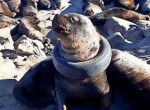 Аргентинские спасатели помогли тюленю избавиться от покрышки, застрявшей на шее ▶