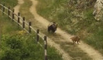 Дерзкие собаки прогнали голодного медведя из итальянской деревни (Видео)