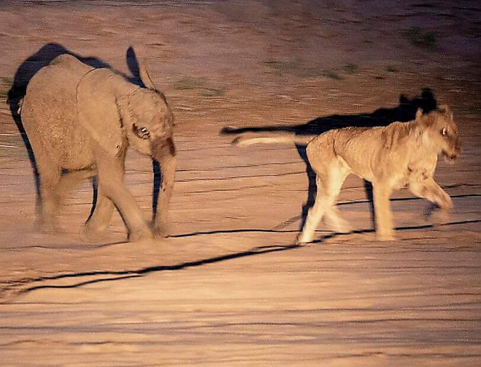 Голодающая львица не смогла справиться со слонёнком в национальном парке ЮАР