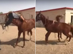 Лошадь проучила наездницу, попытавшуюся оседлать её с другой стороны