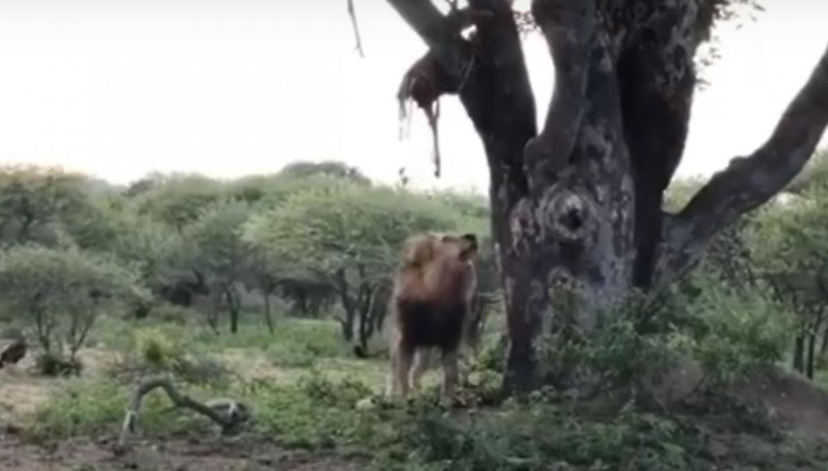 Могучий лев повис на дереве, чтобы стащить тушу, спрятанную леопардом