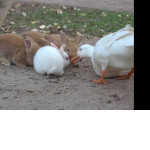 Наглая утка ограбила кроликов, прервав коллективную трапезу в саду (Видео)