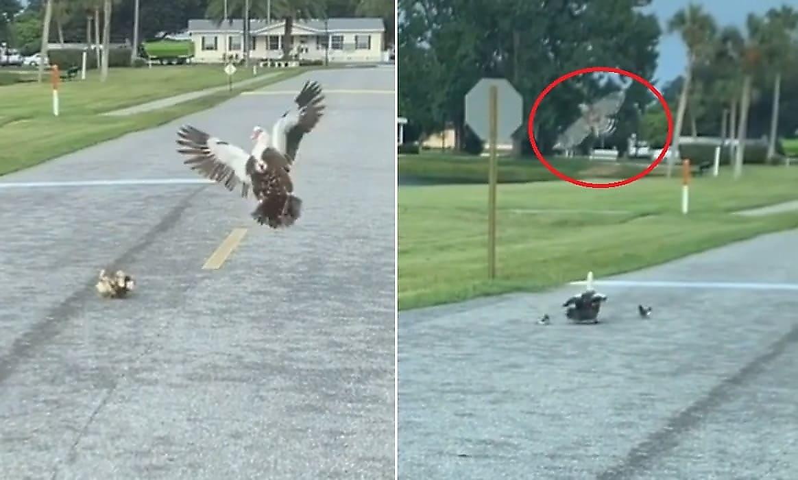 Отважная утка, отбившая двух птенцов у ястреба, удивила автовладельца