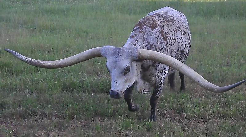 Техасский лонгхорн, с очень длинными рогами, установил новый рекорд Гиннесса ▶