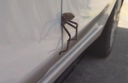 Австралиец неделю не замечал огромного паука, застрявшего в двери его автомобиля ▶
