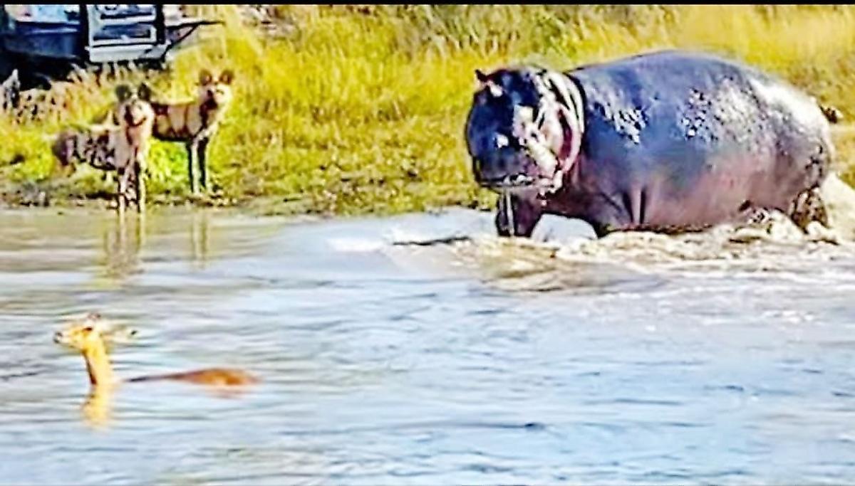 Бегемот вмешался в охоту диких собак на антилопу и попал на видео в ЮАР