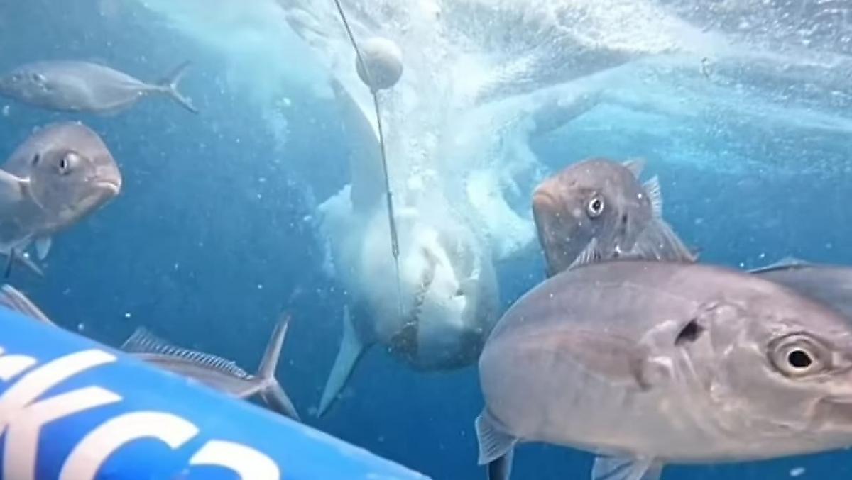 Белая акула вынырнула возле лодки и вывела на эмоции туристов в Австралии