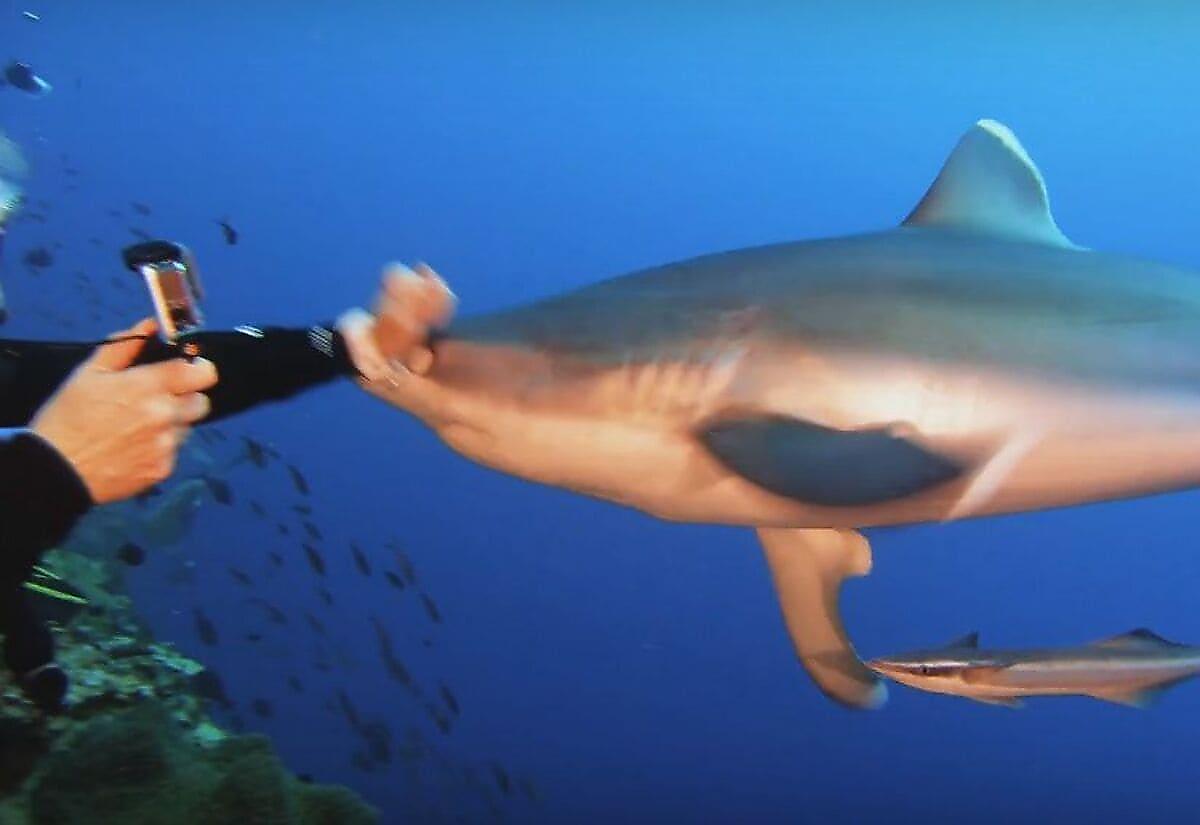 Дайверша кулаком отогнала от себя любопытную акулу