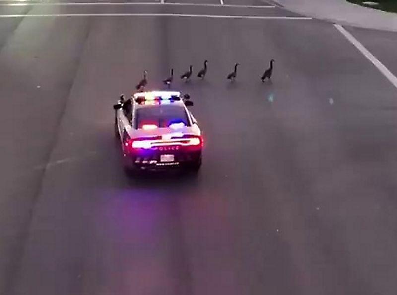Крякающий полицейский сопроводил гусей через дорогу ▶