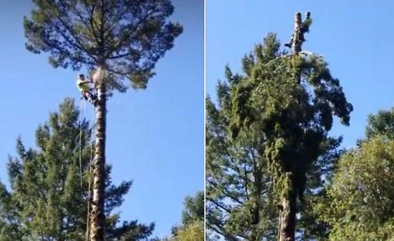 Лесоруб чудом удержался на верхушке массивного дерева в США ▶