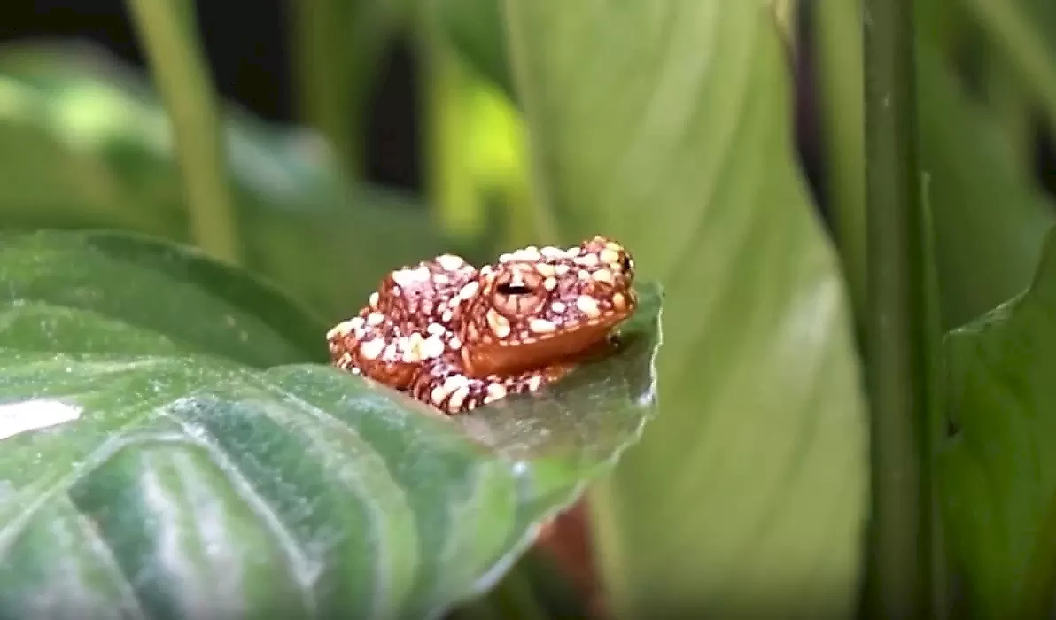 Летающие лягушки маскируются под фекалии, чтобы их не съели хищники
