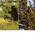 Медведица спасла своё потомство от самца, заставив медвежат забраться на дерево (Видео)