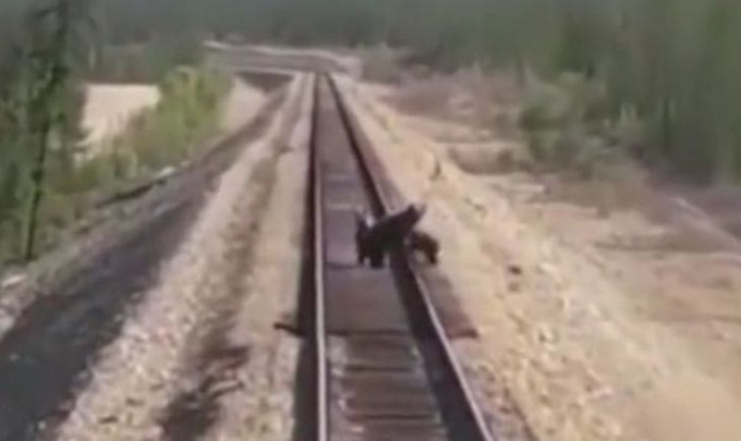 Медведица, защищая детёнышей, попала под колёса поезда в Якутии (Видео)
