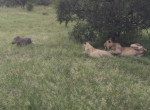 Наглая свинья потревожила покой львов в африканском заповеднике ▶