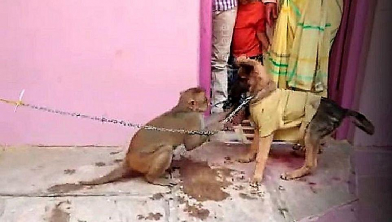 Наглый примат устроил игру с сидящим на привязи псом в Индии ▶