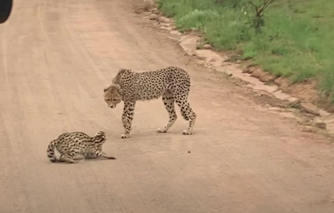 Отважный сервал зашёл на территорию гепардов и попал на видео в ЮАР