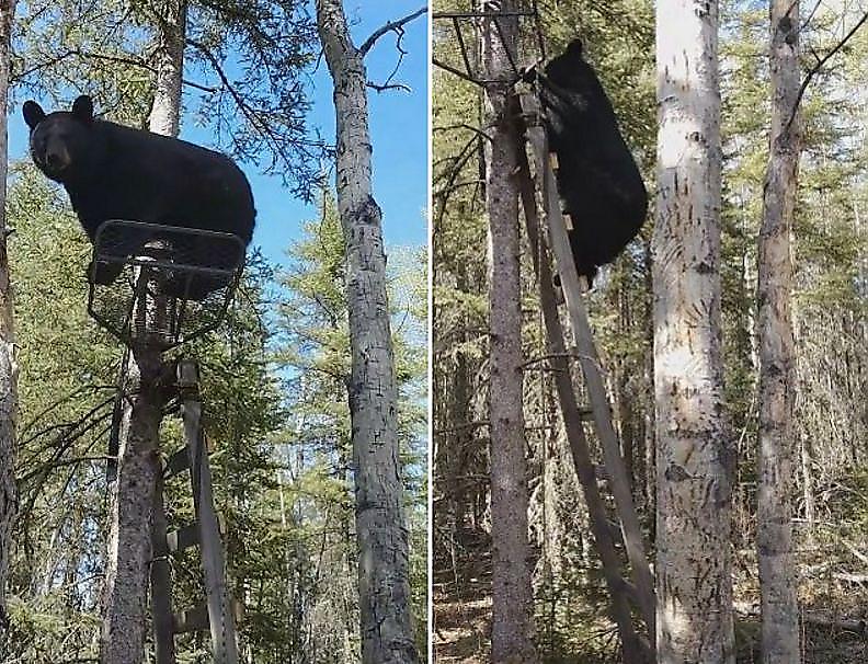 Поменялись местами: наглый медведь занял место охотника в канадском лесу ▶
