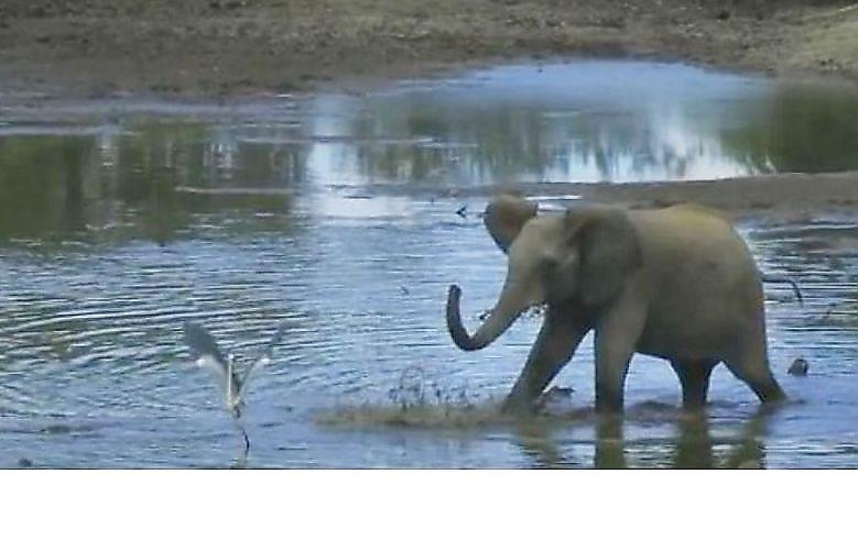 Забавное противостояние слона и цапли попало на видеокамеру в африканском парке ▶