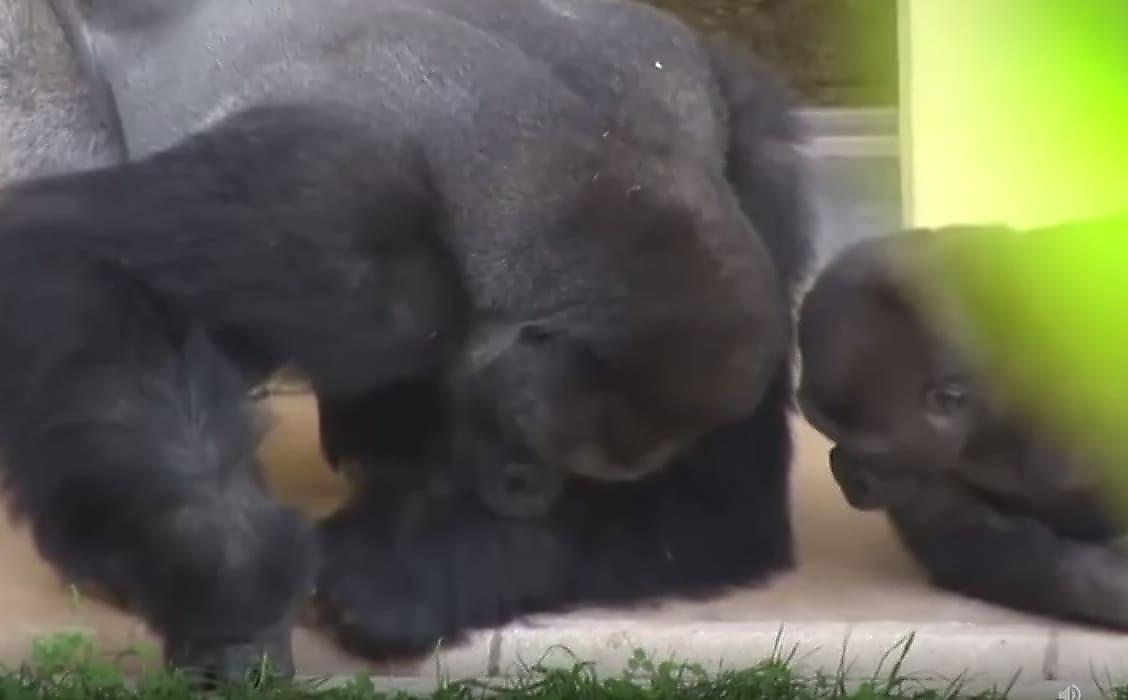 Самец гориллы вместе с сыном изучающие гусеницу, попали на видео в японском зоопарке