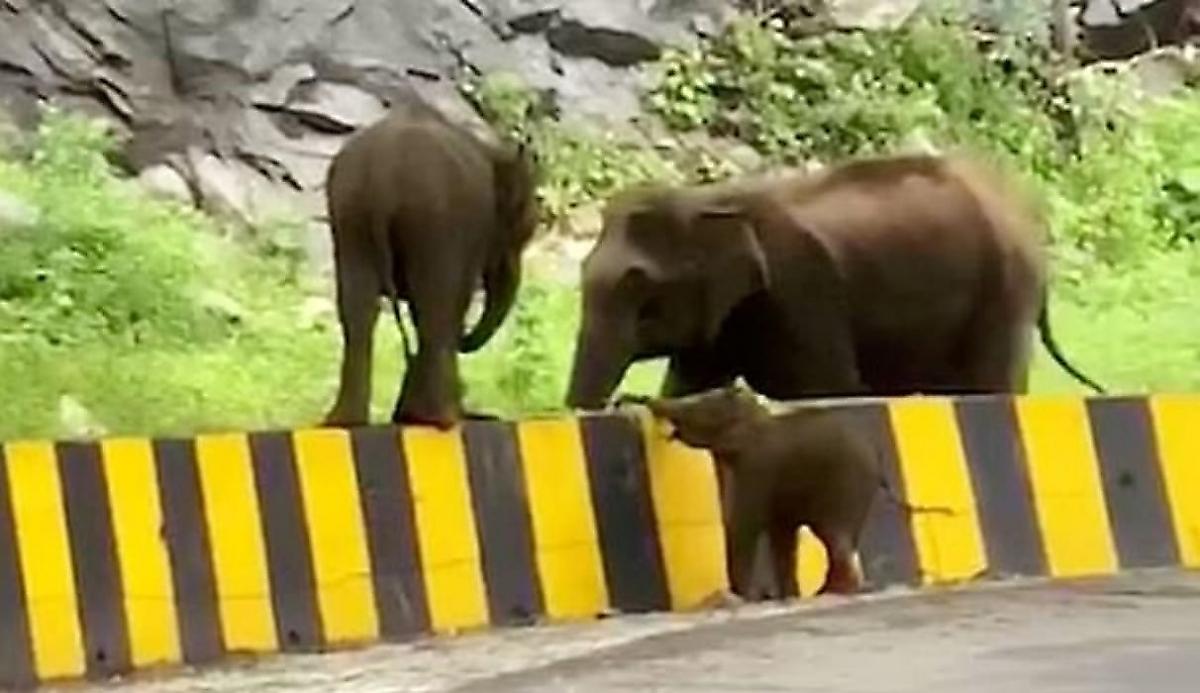Слонёнок при помощи матери преодолел высокий барьер в индийском заповеднике
