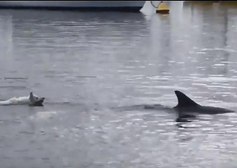 Собака устроила совместный заплыв с дельфином у австралийского побережья ▶