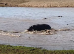 Бегемоты отбили у крокодилов тушу коровы и попали на видео в ЮАР