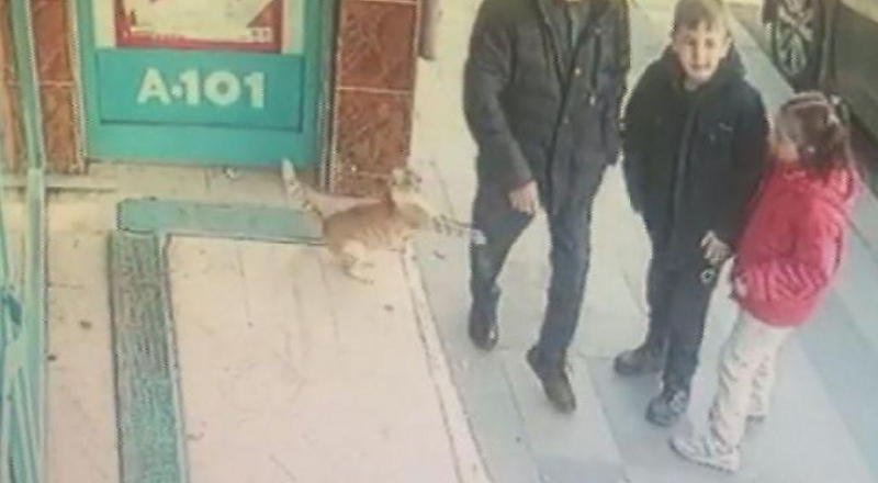 Кошка, нападающая на мужчин, стала знаменитостью в Турции ▶