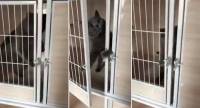 Хитрая кошка убедилась, что её не заперли и закрыла за собой дверь (Видео)