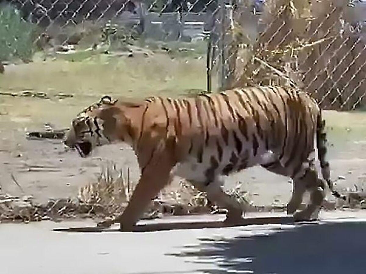 Мексиканец при помощи лассо поймал сбежавшего тигра