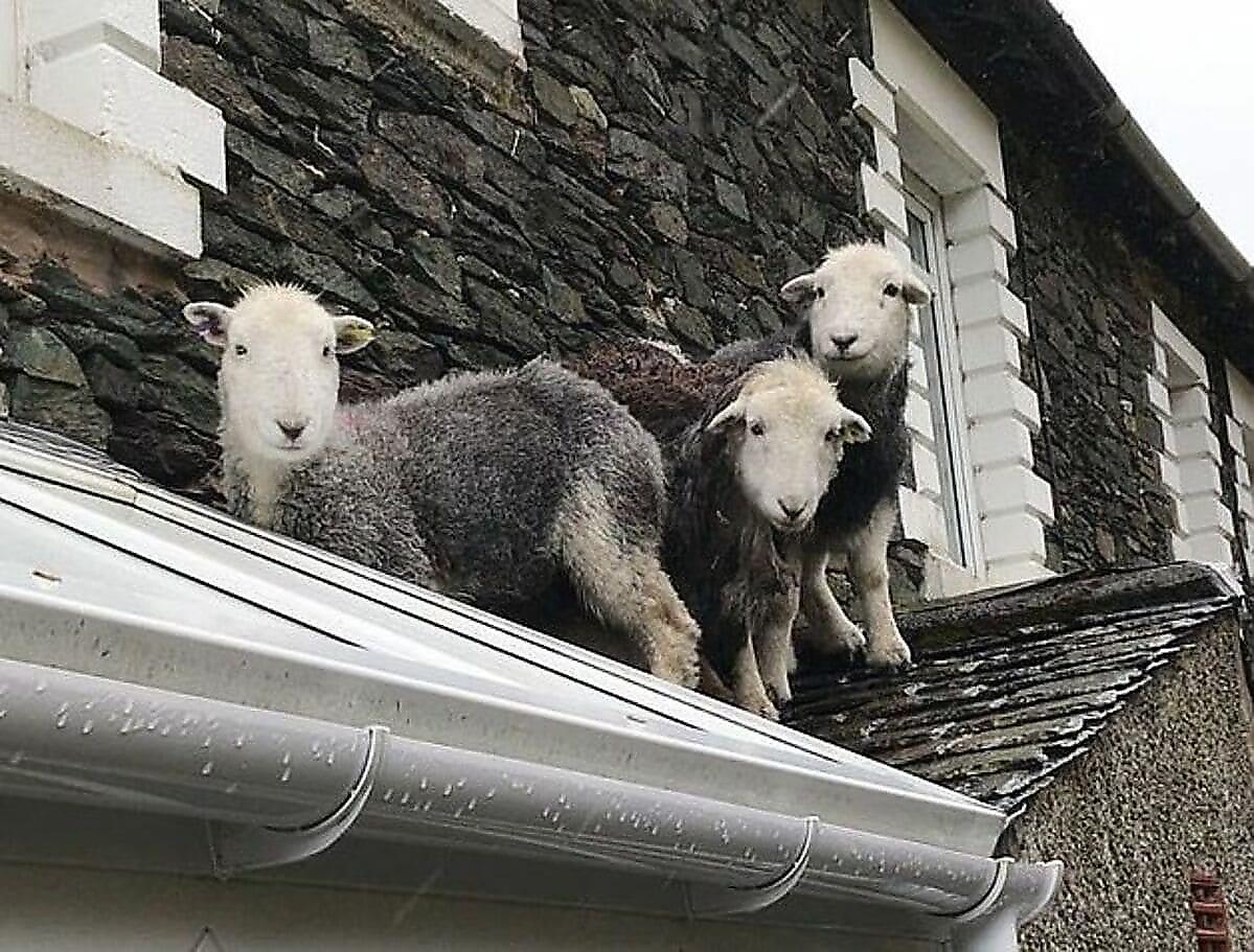 Овцы, испугавшись непогоды, забрались на козырёк крыши магазина