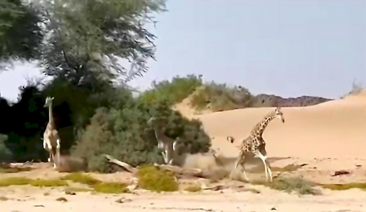 Погоня льва за детёнышем жирафа попала на видео в Намибии