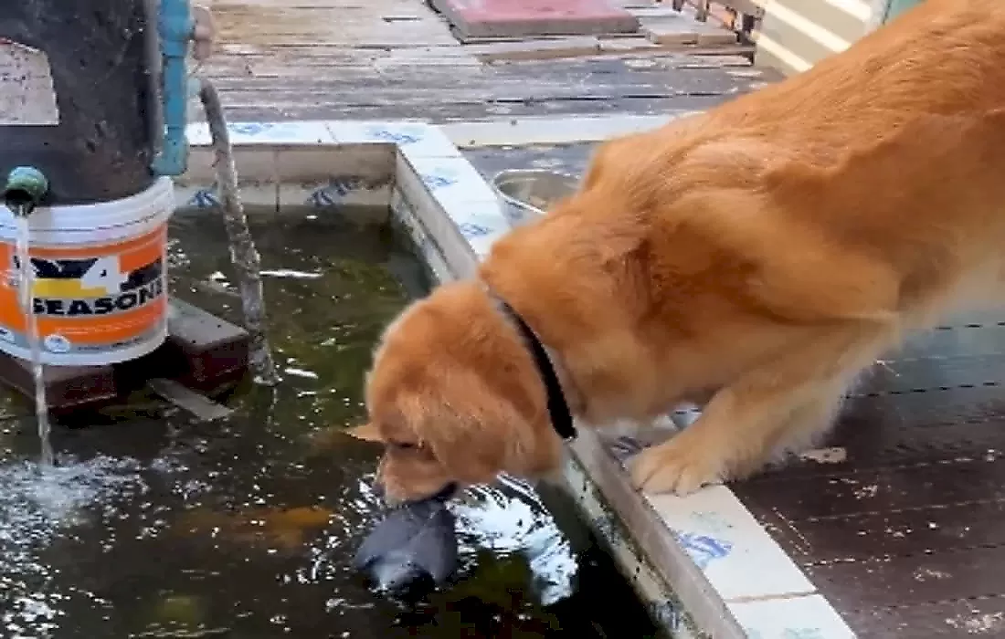 Пёс вытащил голубя из бассейна с рыбами на глазах у своего хозяина