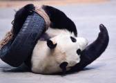 Самка панды спустя четыре года была признана самцом в китайском зоопарке 1