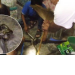 Спасатели рассоединили завязавшихся в узел питона и кобру в Таиланде (Видео)
