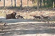 Тигрица, выгуливающая пятерых тигрят, привлекла внимание туриста в Индии
