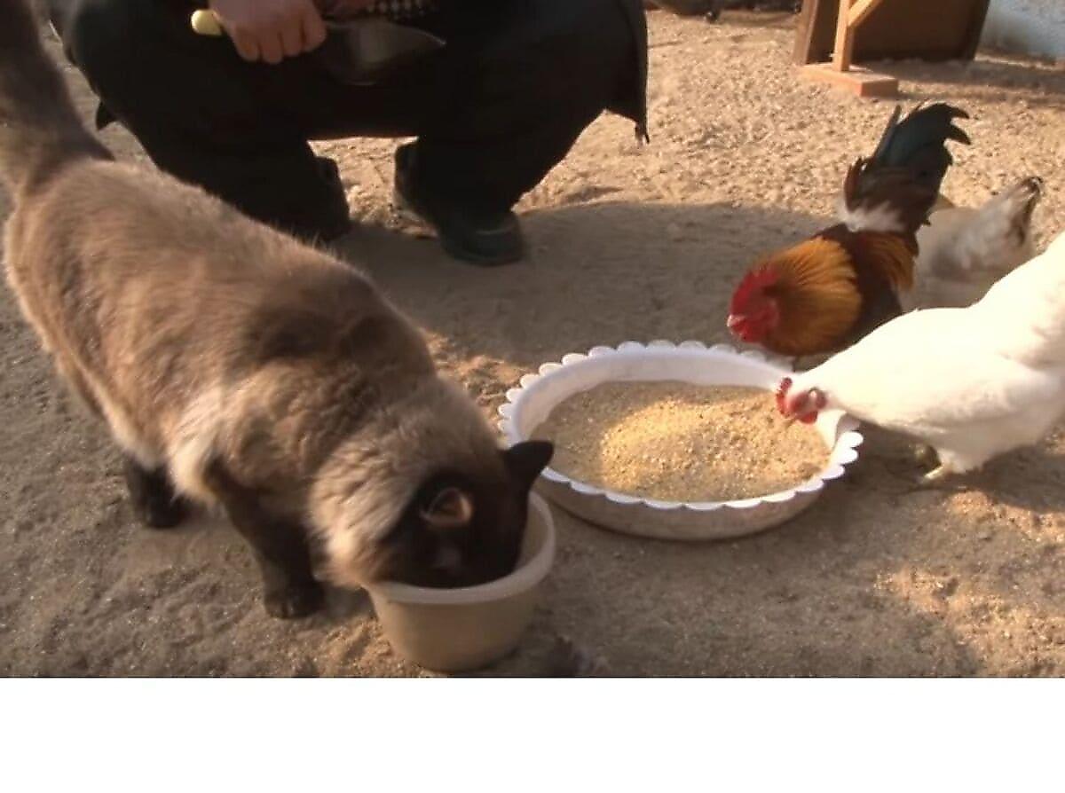Властная кошка следит за порядком в китайском курятнике