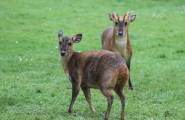 Агрессивная белка отбила еду у оленя и фазана на глазах у британского фотографа 3