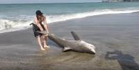 Группа туристов спасла, выброшенную на берег белую акулу в Калифорнии (Видео)