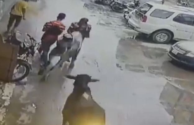 Пешеход, оказавшийся на пути двух сбежавших коров, был доставлен в больницу в Индии (Видео)