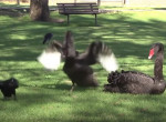 Противостояние ворона с чёрными лебедями, защищающими своих птенцов, попало на видео возле пруда в Австралии