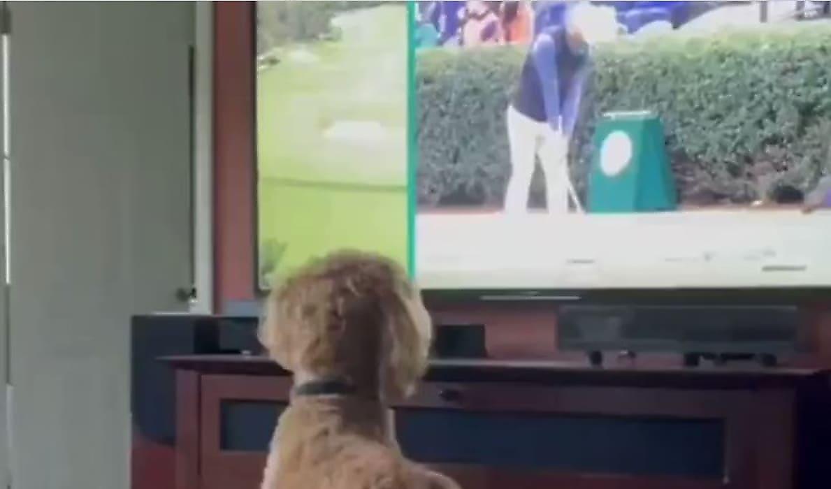 Реакция пса, смотревшего по телевизору чемпионат по гольфу, позабавила интернет-пользователей