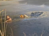 Собака совместно с хозяином спасла провалившихся под лёд соплеменников ▶