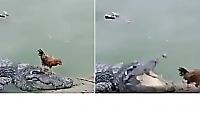 Сонный крокодил пожалел курицу, путешествующую по его морде - видео