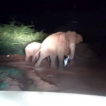 Спасатели прогнали неадекватных слонов, пристрастившихся лизать пальмы в индийской деревне (Видео)
