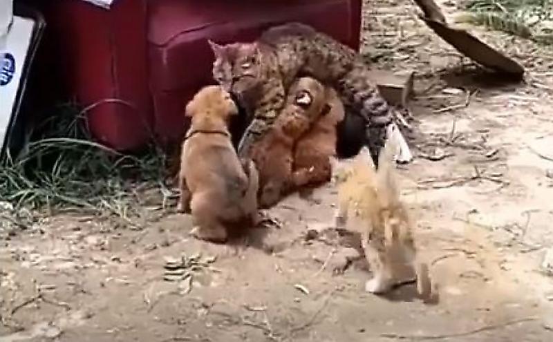 Голодные щенки перепутали матерей и прижали к стенке бедную кошку ▶