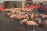 Грузовик со свиньями в кузове перевернулся на автомагистрали в Китае (Видео)