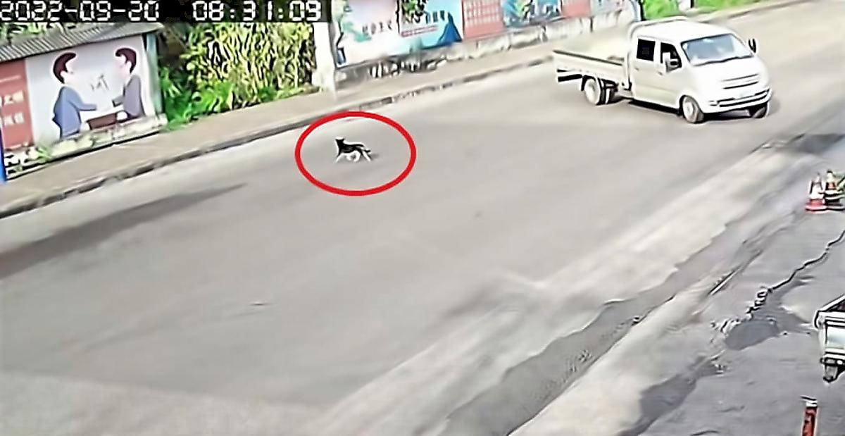 Китаец отпугнул собаку и чудом не угодил под объезжающий её грузовик